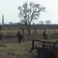 bolivar horses1