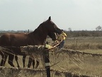 bolivar horses 2