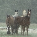 Copy of horses snow