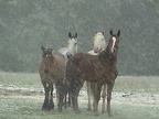Copy of horses snow