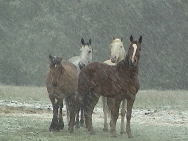 Copy of horses snow.jpg